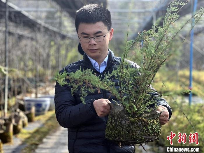 120株三峡库区珍稀植物“重返”原生地