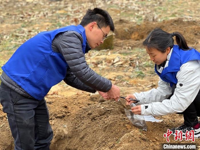 科研人员在移栽地取土检测。　郭晓莹 摄