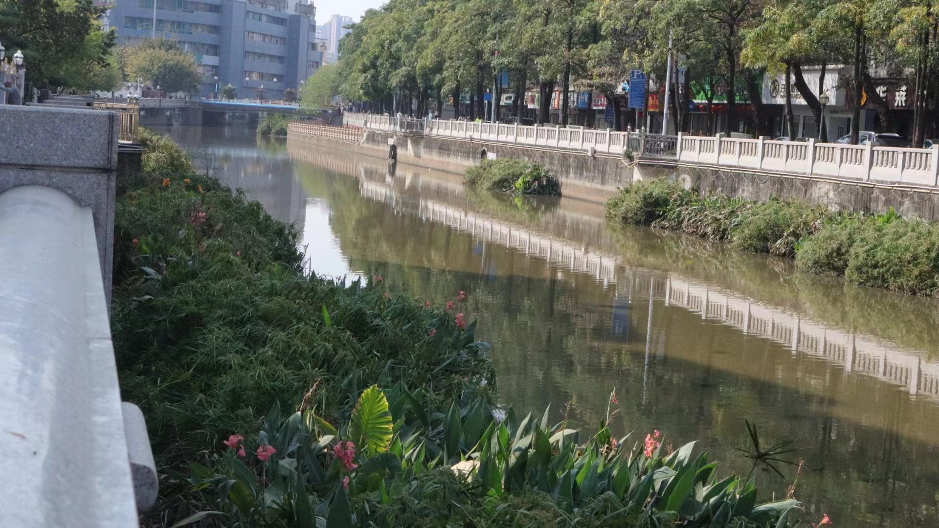 西乡河龙珠河段现状