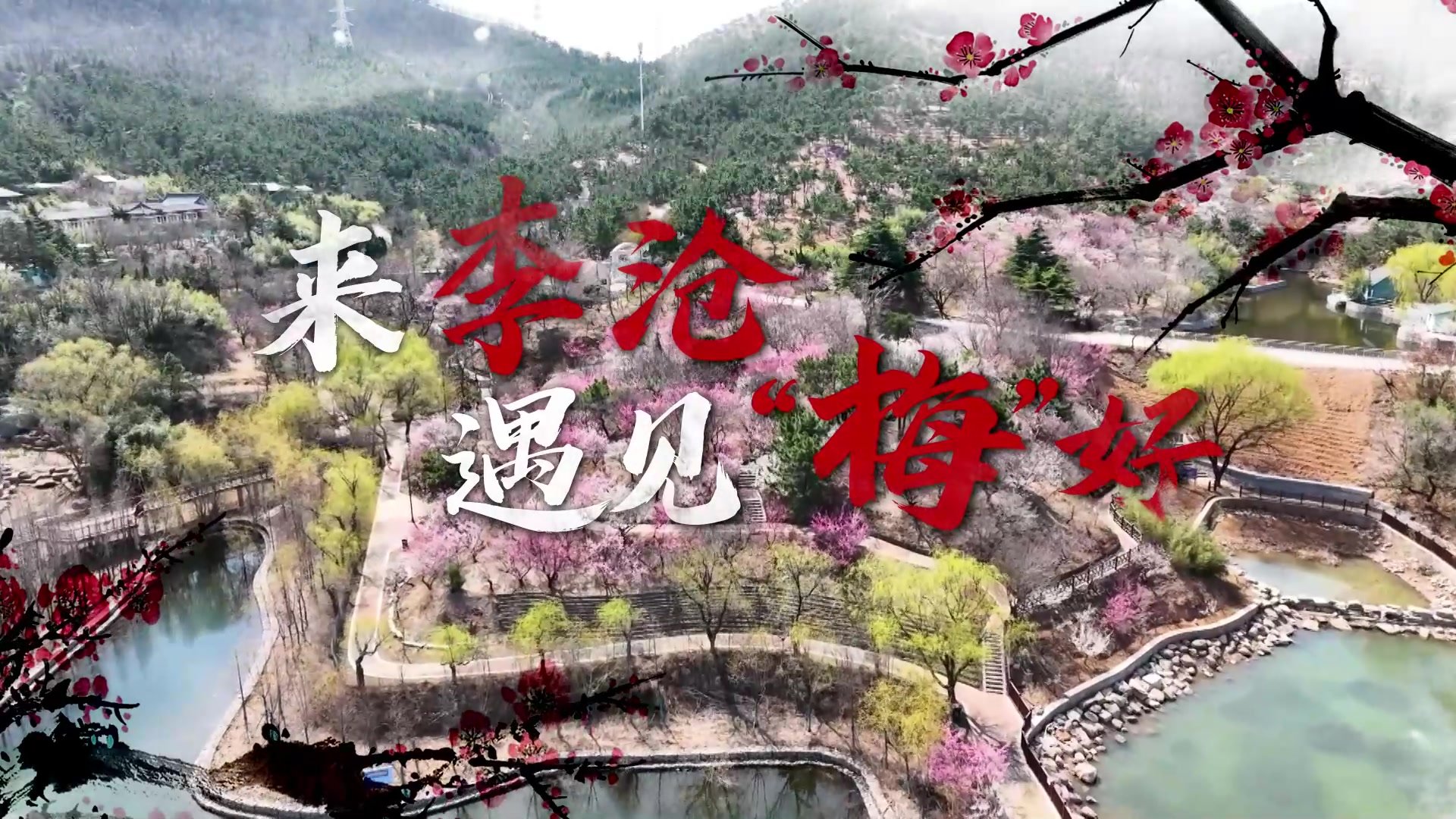 又是一年梅花开 第二十三届中国·青岛梅花节在李沧区十梅庵举办