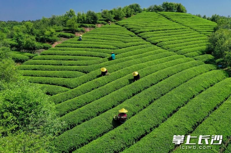 长沙县金井镇三万余亩茶田陆续迎来今春头采.