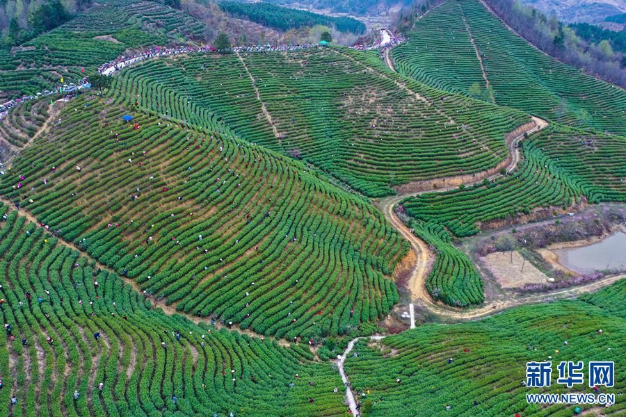 仲春时节，在河南省信阳市光山县白雀园镇大尖山茶叶种植基地，茶农们正抢抓农时、采摘春茶。（无人机照片）