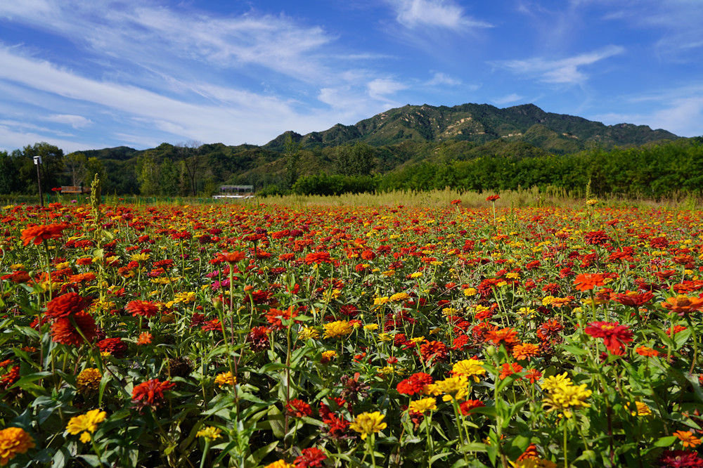 ↑9月25日拍摄的灵寿县花溪谷一露营基地周边的花海。郝卫东 摄.jpg