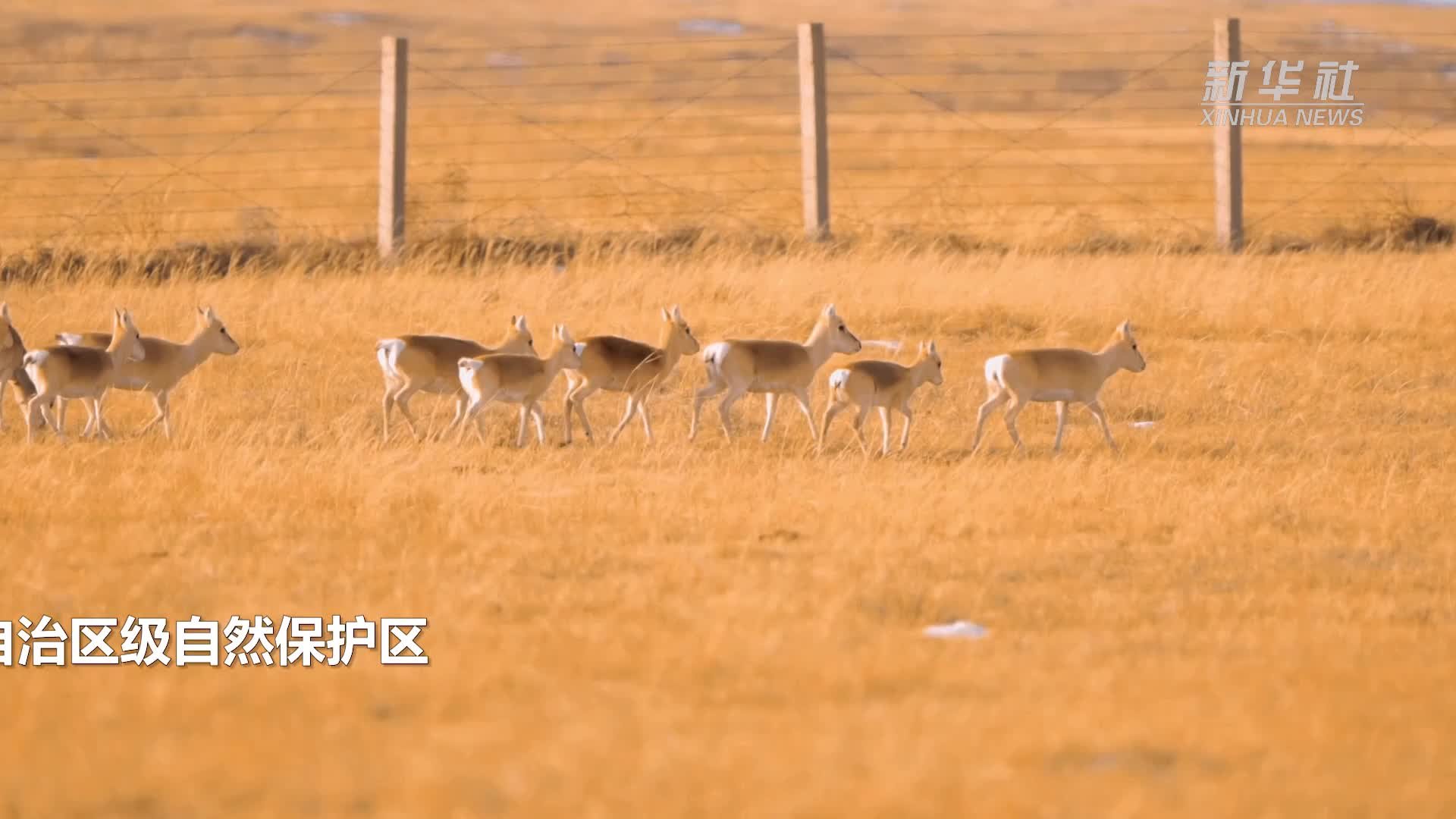 千只黄羊现身内蒙古巴尔虎黄羊自治区级自然保护区