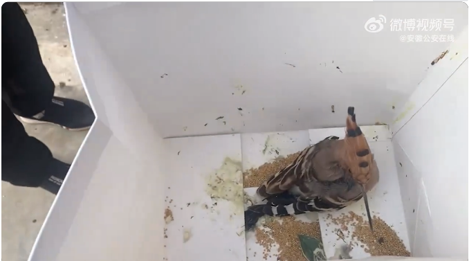 亳州热心市民悉心呵护受伤鸟儿 民警相助转运“就医”