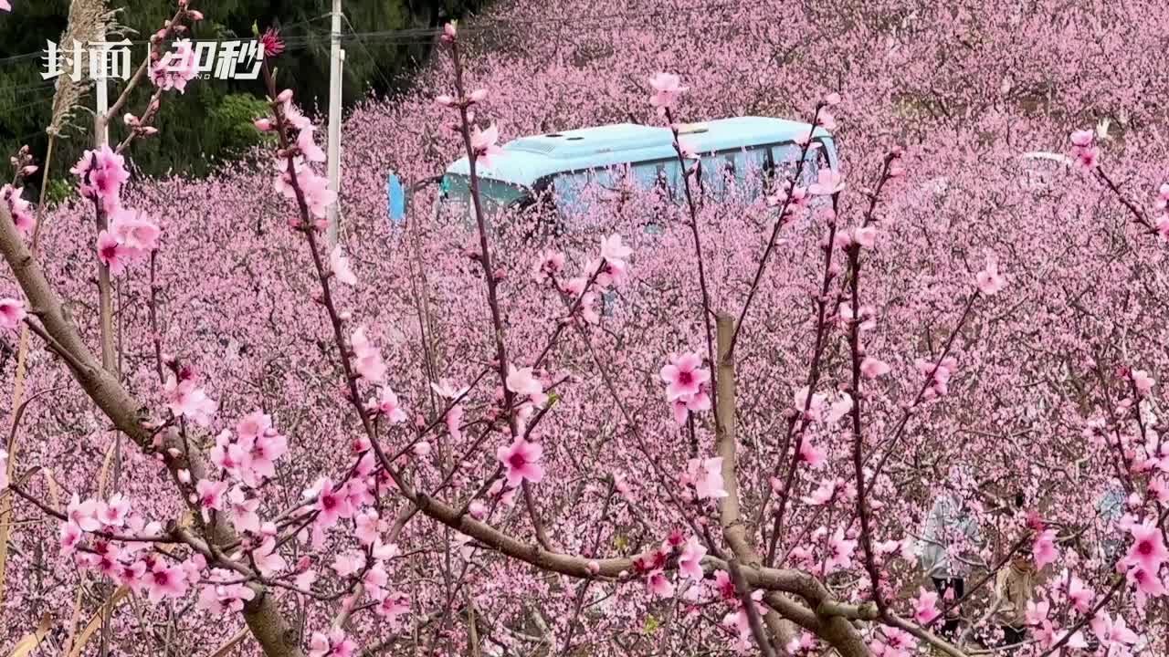 30秒｜与春天“撞个满怀” 打卡成都金堂千亩桃花油菜花