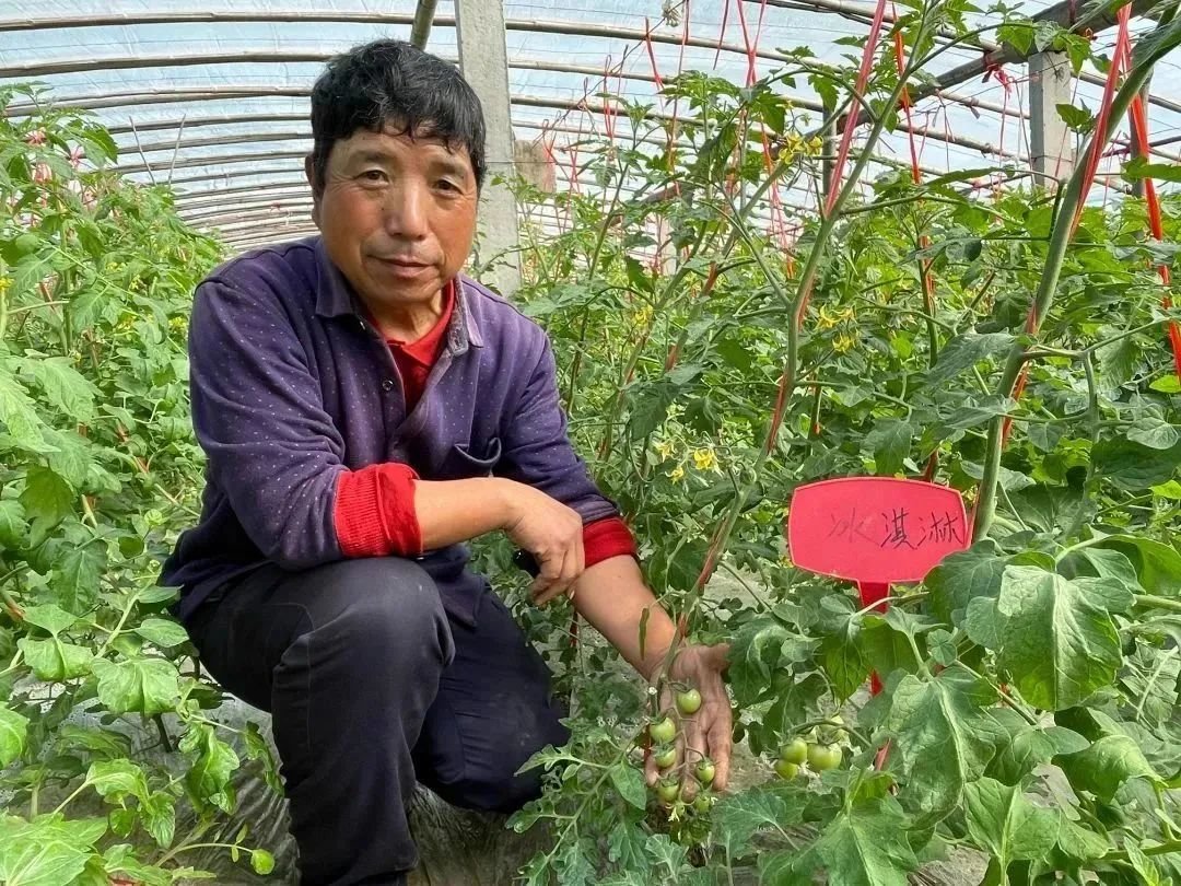 丰县常店镇果蔬大棚里的增收“密码”
