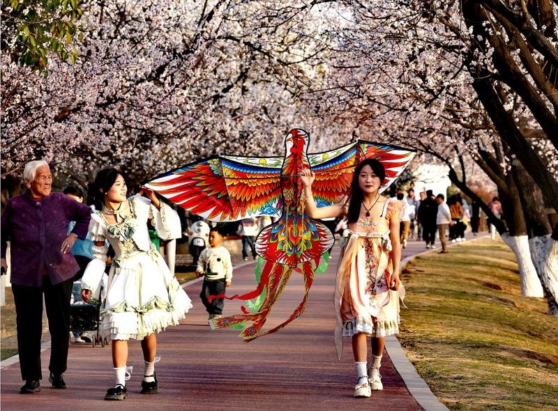河南夏邑：杏花村里春意闹 花开正艳待客来