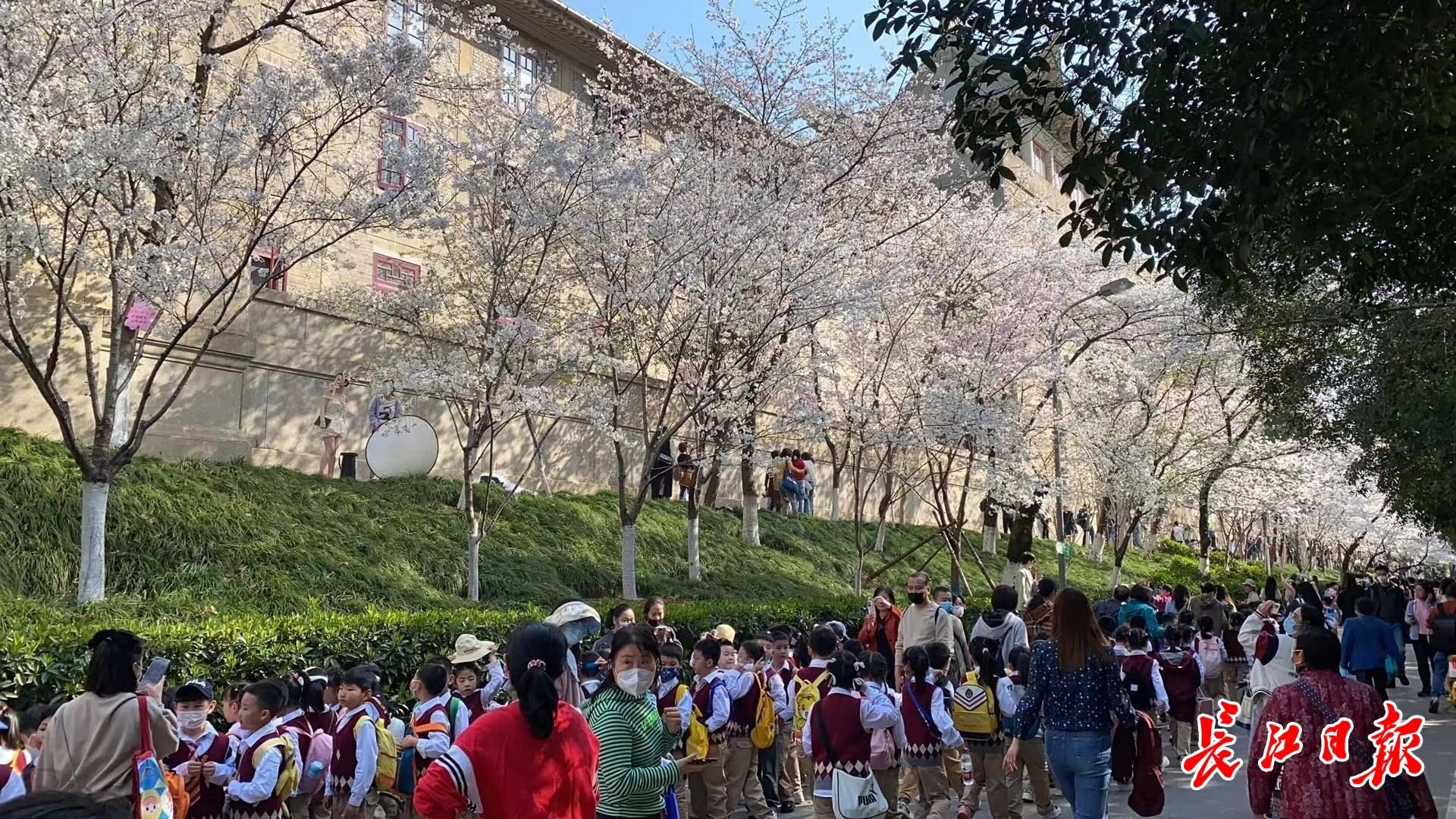 武汉大学迎来今年首批成功预约赏樱的社会公众。记者汪洋　摄