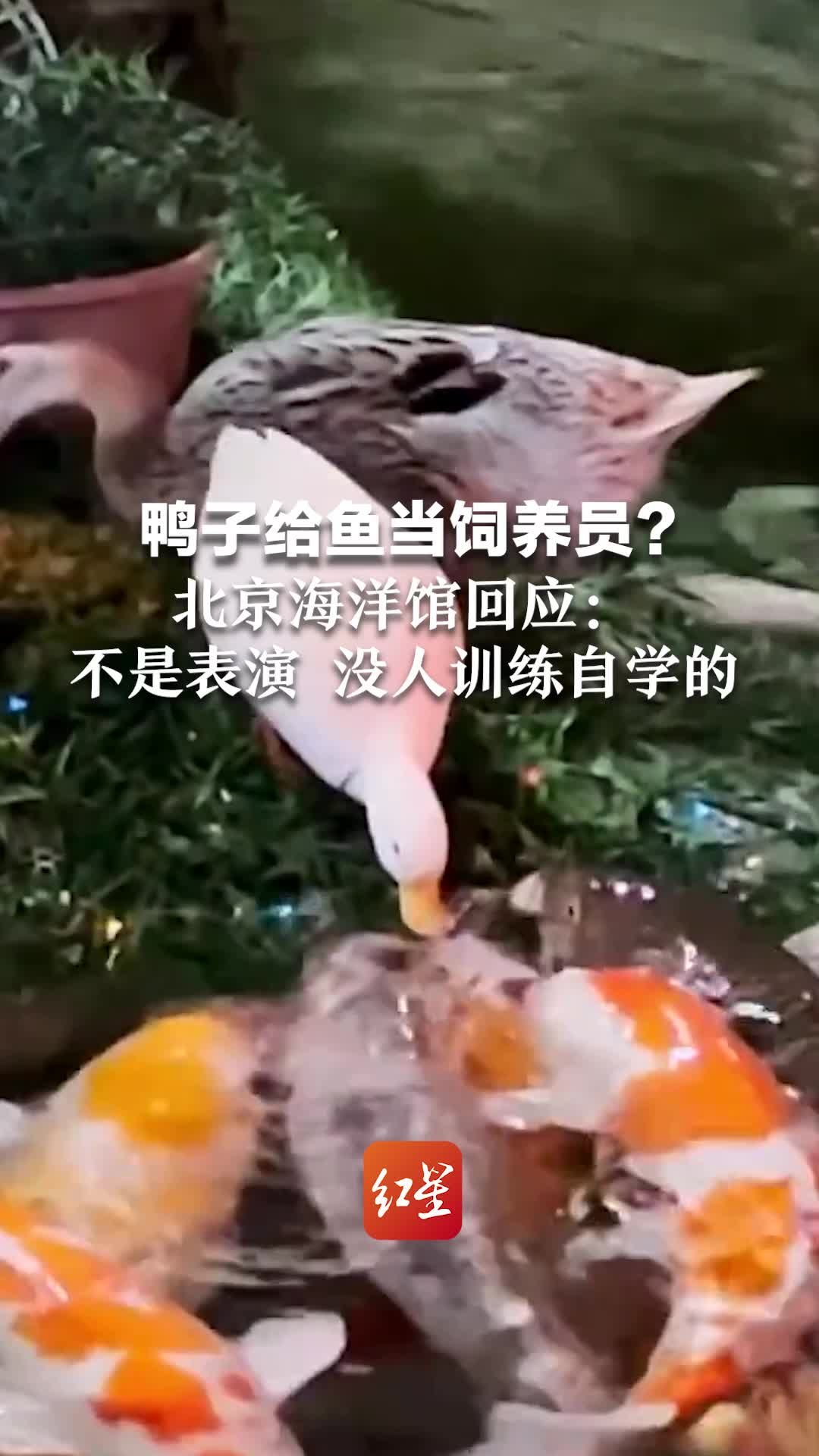 鸭子给鱼当饲养员？北京海洋馆回应：不是表演 没人训练自学的