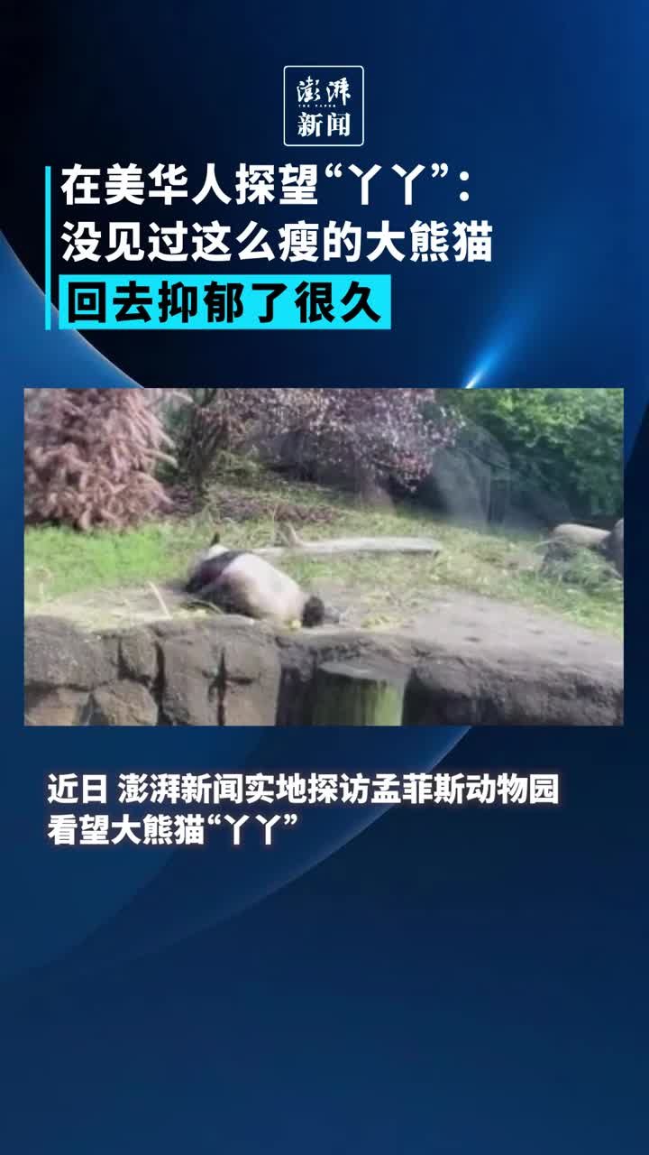 在美华人探望“丫丫”：没见过这么瘦的大熊猫，抑郁了很久