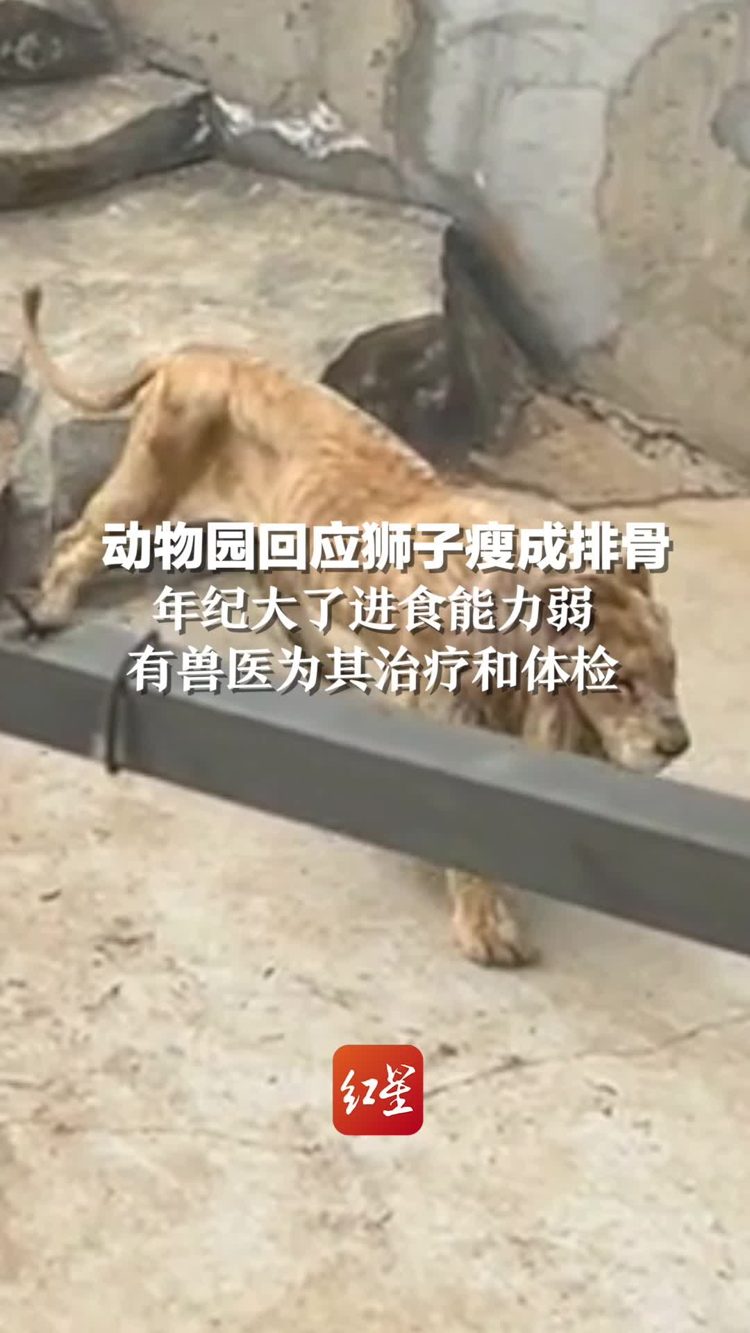 动物园回应狮子瘦成排骨:年纪大进食能力弱,有兽医为其治疗和体检_凤凰网视频_凤凰网
