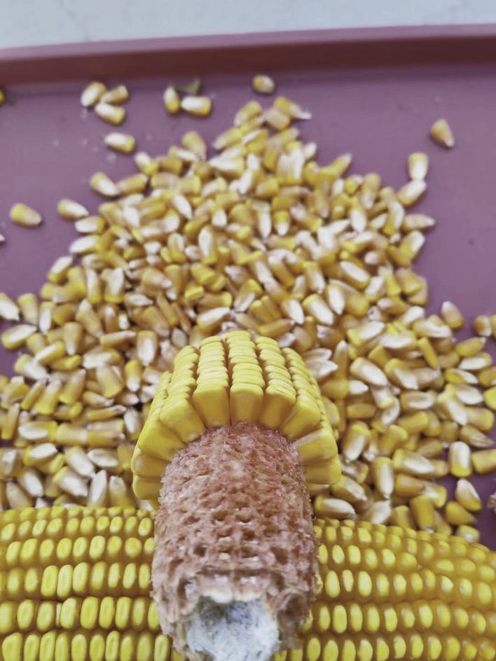 我市全面实施种业振兴行动，做强农业“芯片”。 梁闯 摄