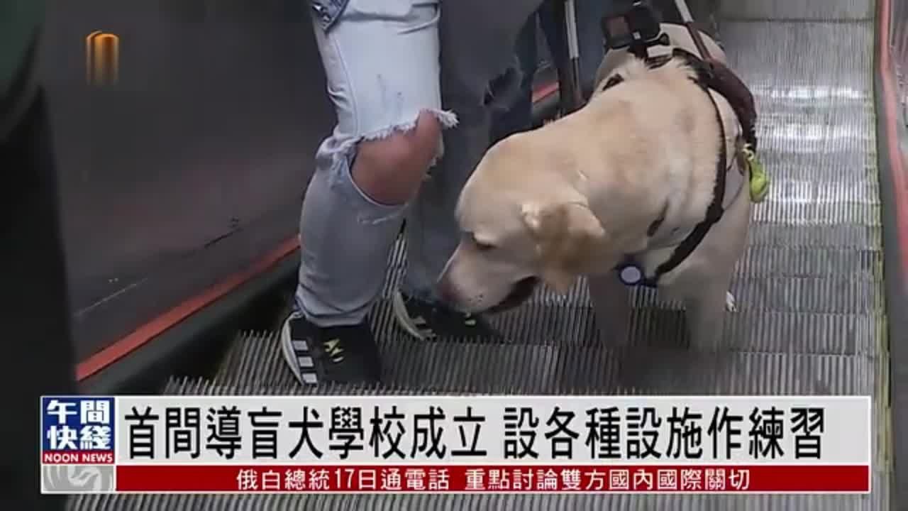 粤语报道｜香港首间导盲犬学校成立 设各种设施作练习