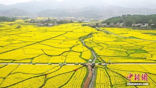 航拍美丽的金色油菜花海。