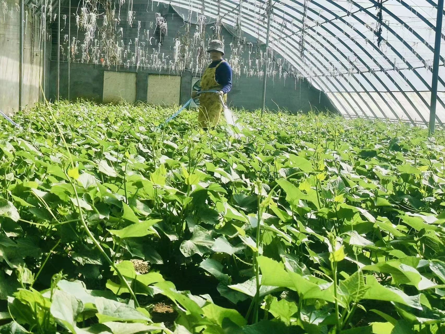 正定南楼乡：龙须菜敲开乡村振兴“致富门”