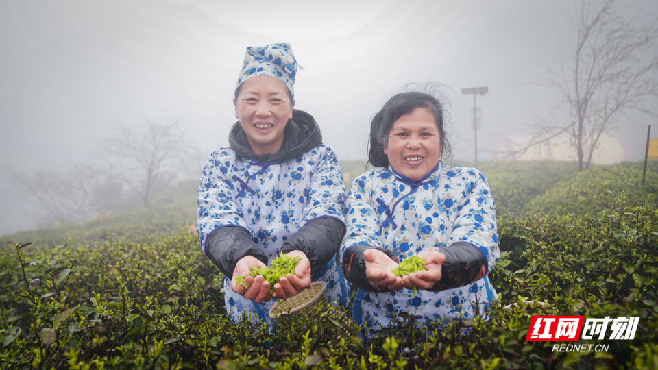 村民在茶园里采春茶。