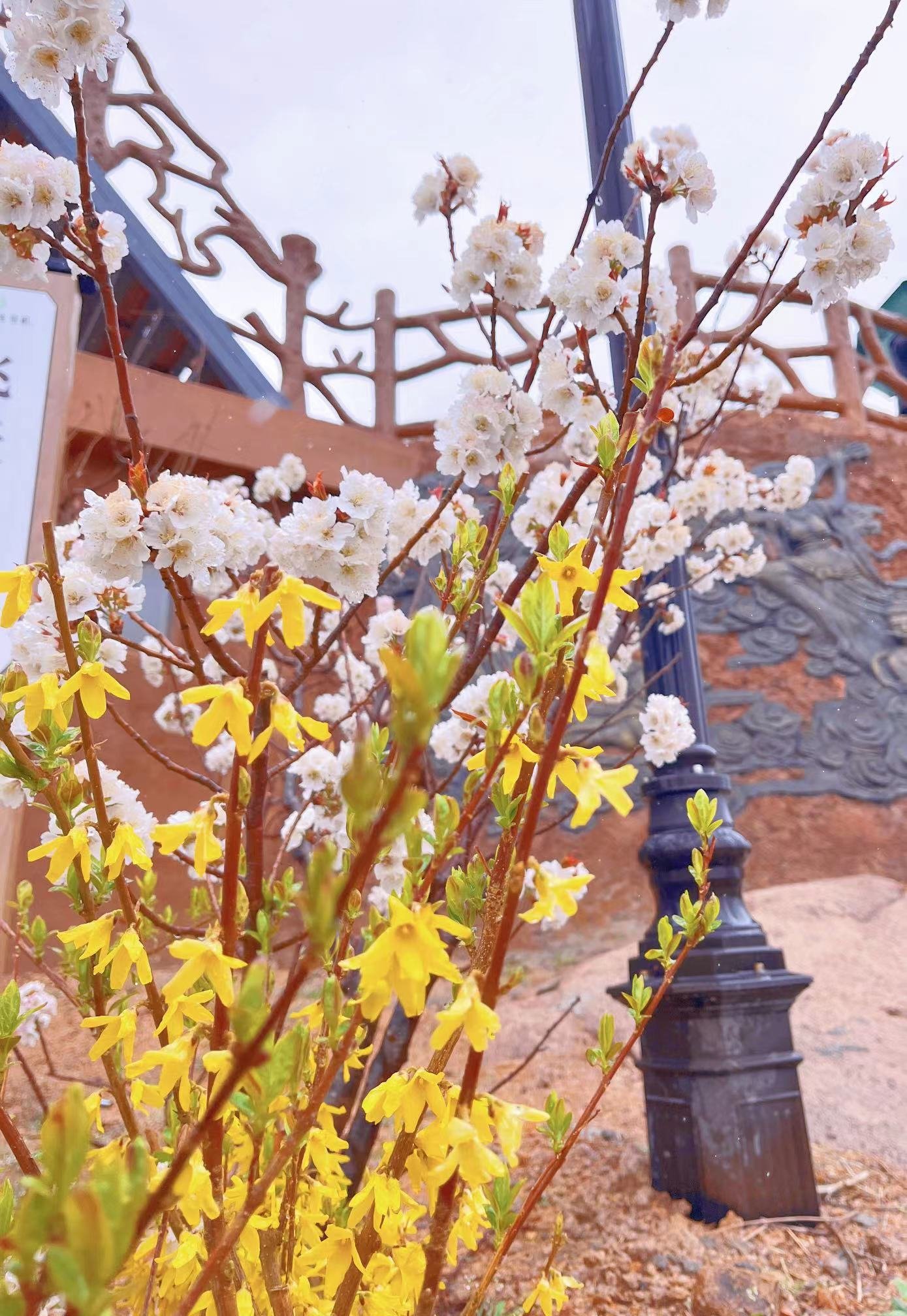 见证青岛|以节为媒 走进“花海崂山”