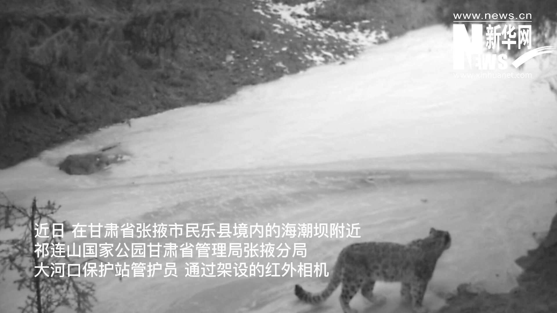 【视频】甘肃民乐：一只雪豹“衔食入镜”