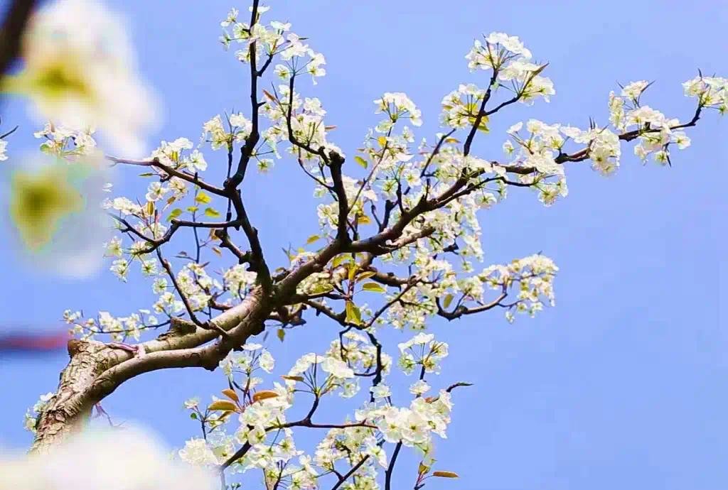 葛天故里 梨花飞雪|中国·宁陵第二十届梨花节盛大开幕