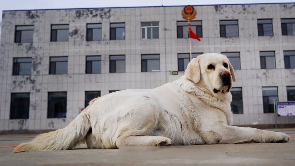 功勋犬来啦！搜爆能手黑壮