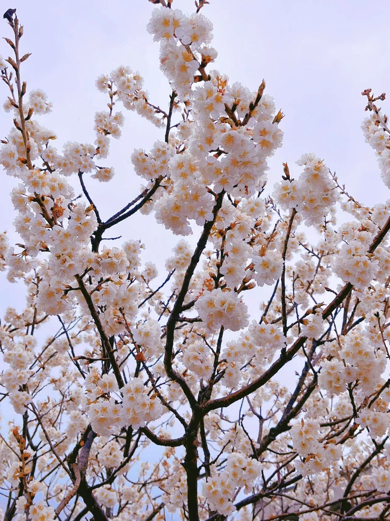 见证青岛|以节为媒 走进“花海崂山”