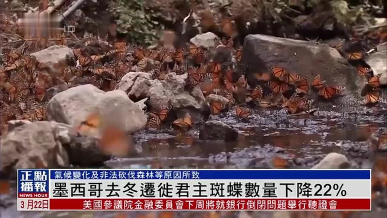 墨西哥去年冬天迁徙君主斑蝶数量下降22%
