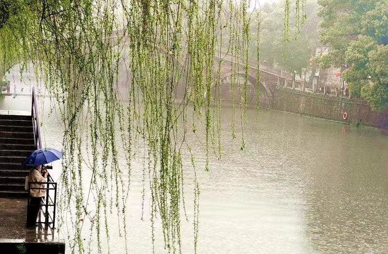浙江余姚：垂柳依依 烟雨笼古城