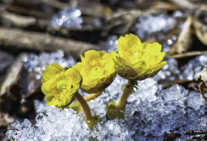 近日，在净月潭国家级风景名胜区内，冰凌花竞相开放。