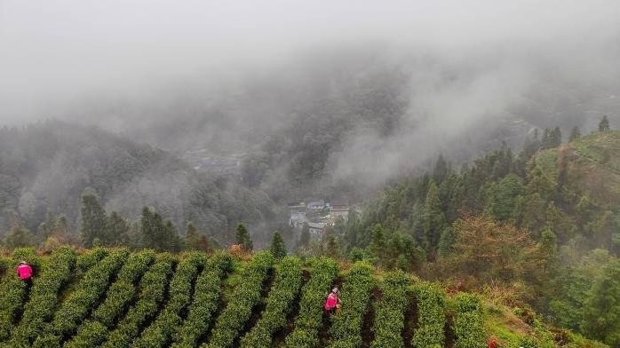 一片叶子富了一方百姓 湖南保靖茶文旅深度融合_凤凰网