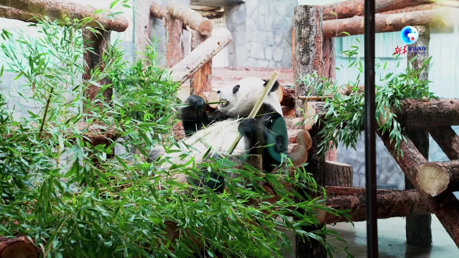 全球连线｜“大熊猫是和平和友谊的象征”——访莫斯科动物园园长