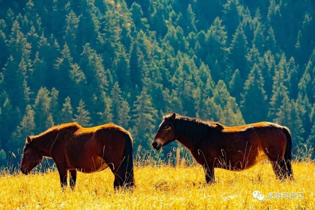 武威,最吸引你的是什么?