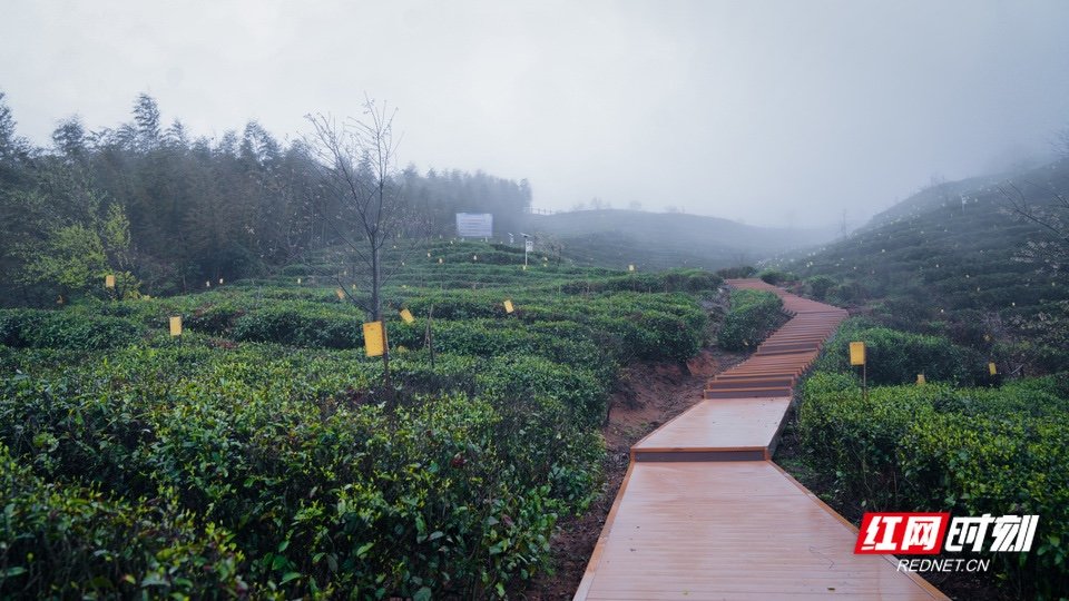 茶园里修了一条长长的游道。
