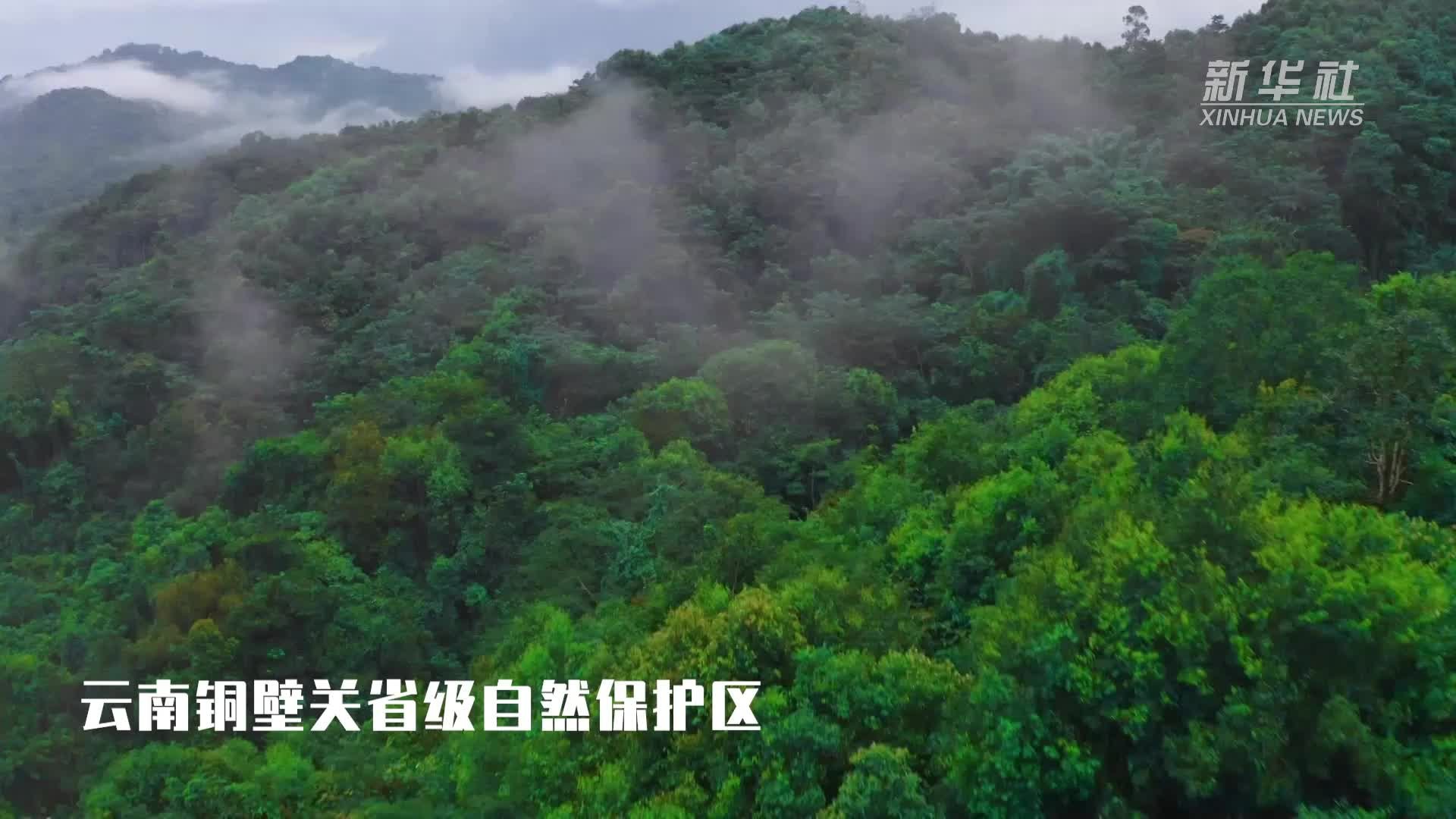 国际森林日：自然教育助力绿色“森森”不息