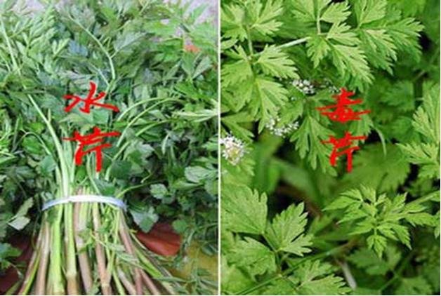 毒芹(野芹菜)。