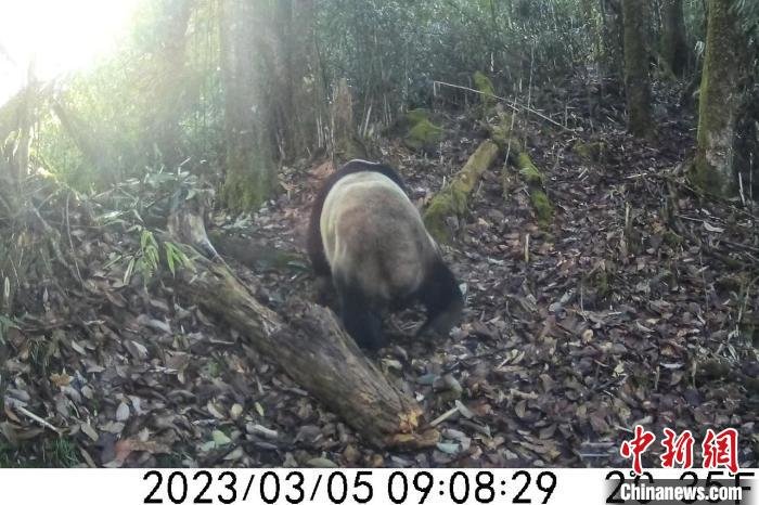 红外相机拍到野生大熊猫外出觅食。　大熊猫国家公园眉山管理分局供图