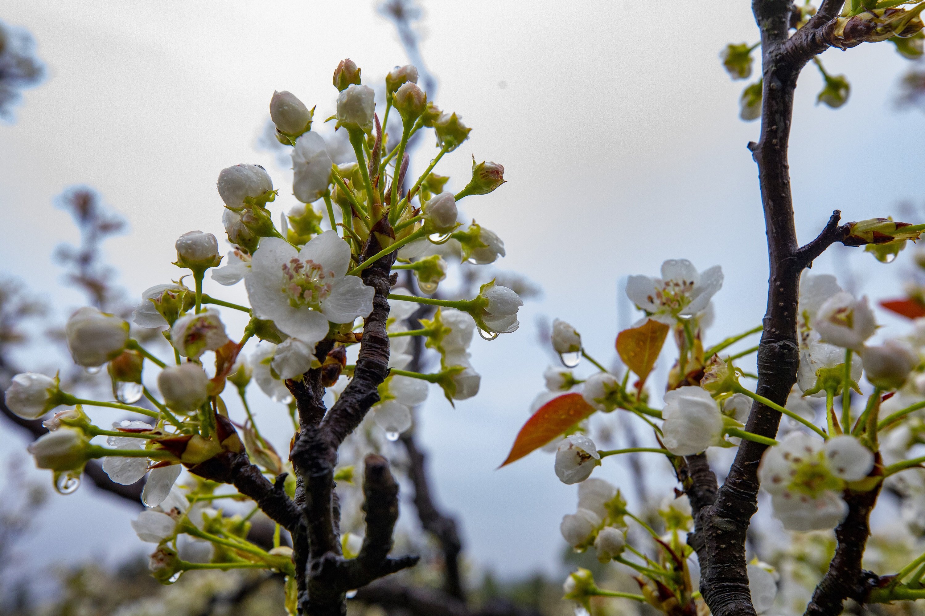 江西武宁：满园梨花俏争春