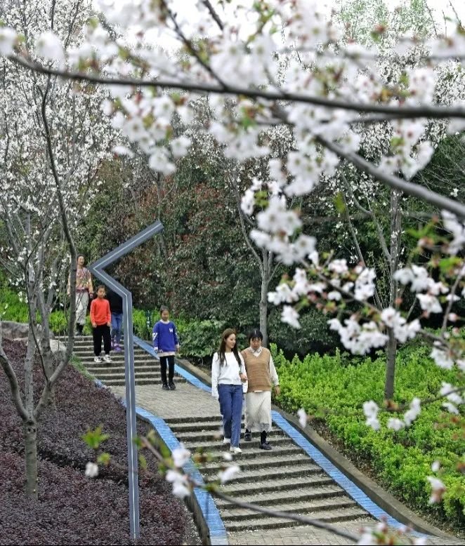 宁海桥头胡樱花节图片