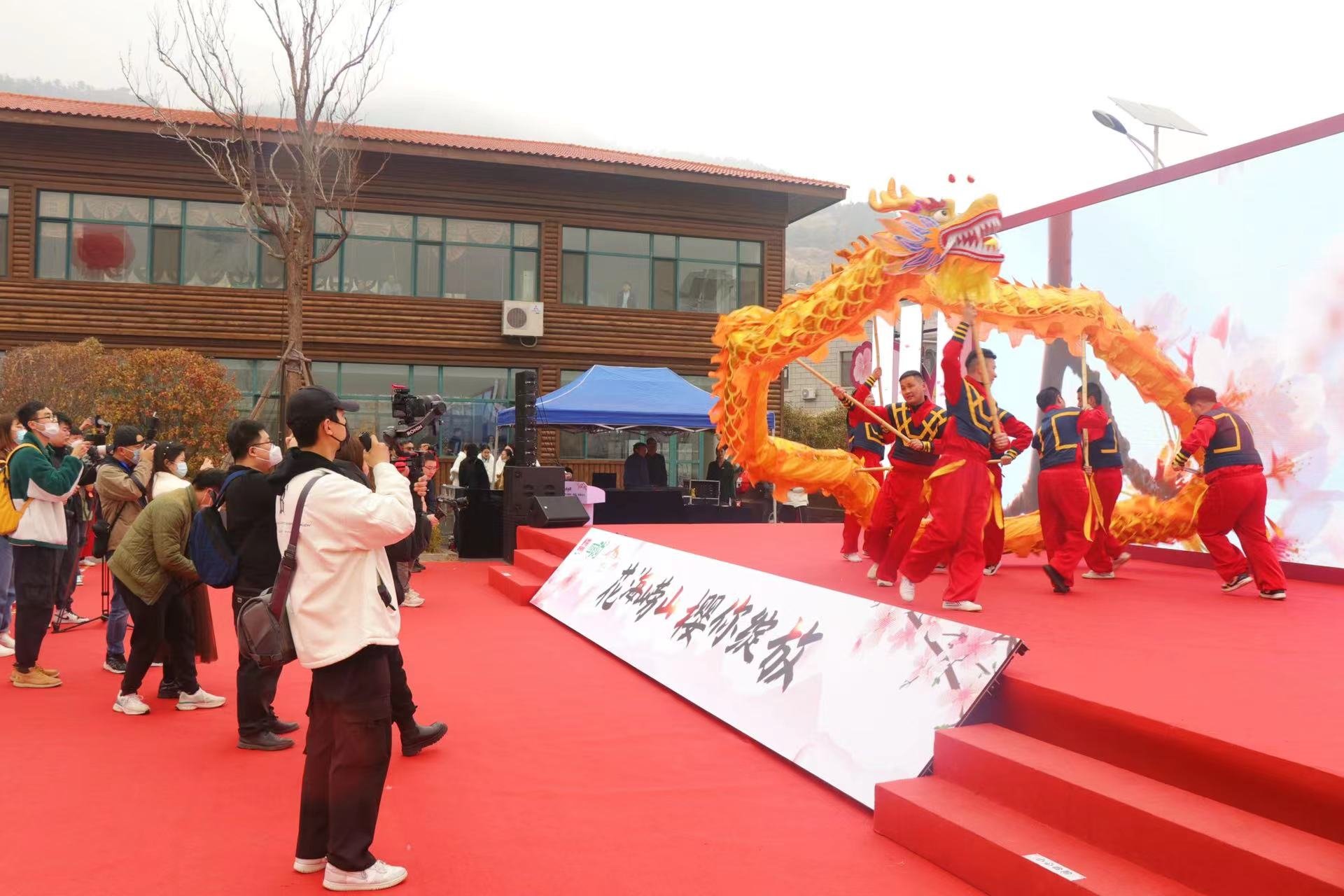 见证青岛|以节为媒 走进“花海崂山”