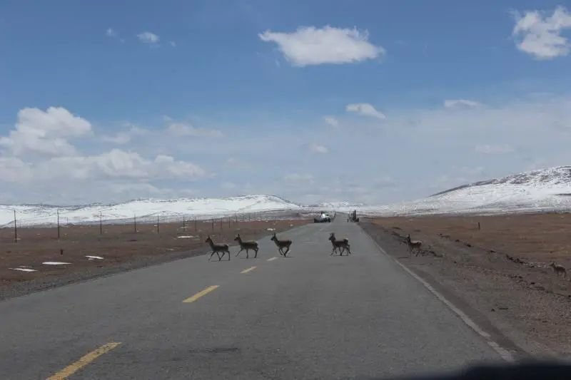 在国家公园里,如何修一条人与动物能和谐相处的道路?