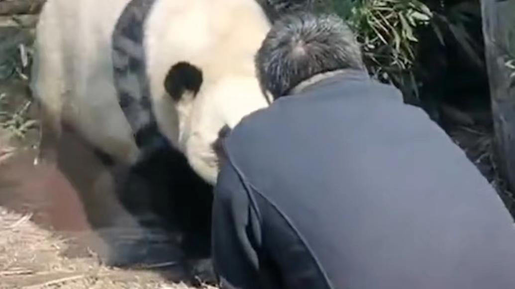 唐山动物园开放首日，游客无视劝告私闯熊猫园逗引大熊猫