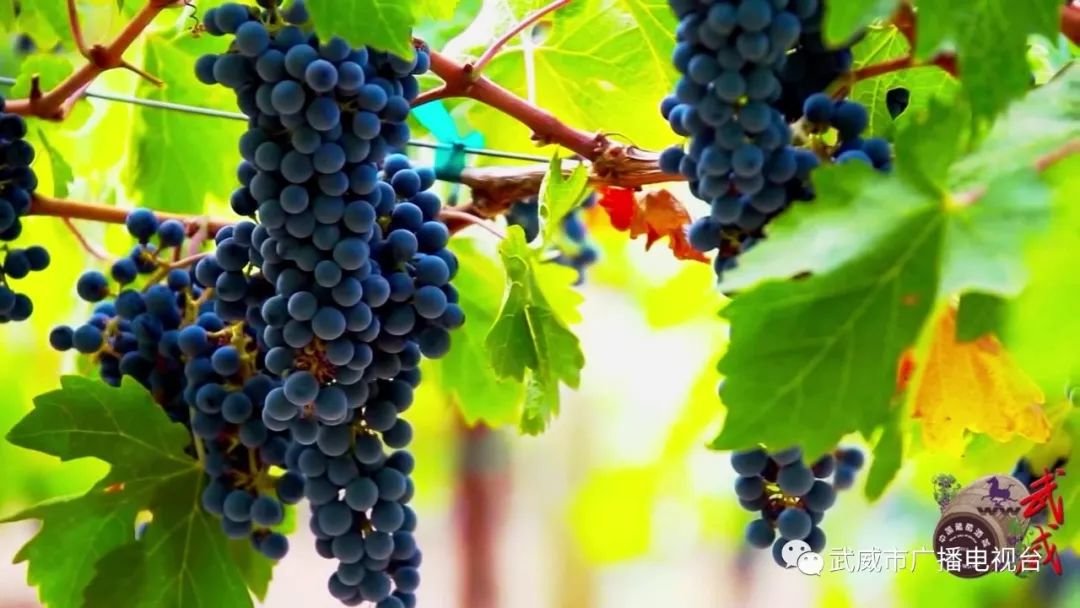 武威,最吸引你的是什么?