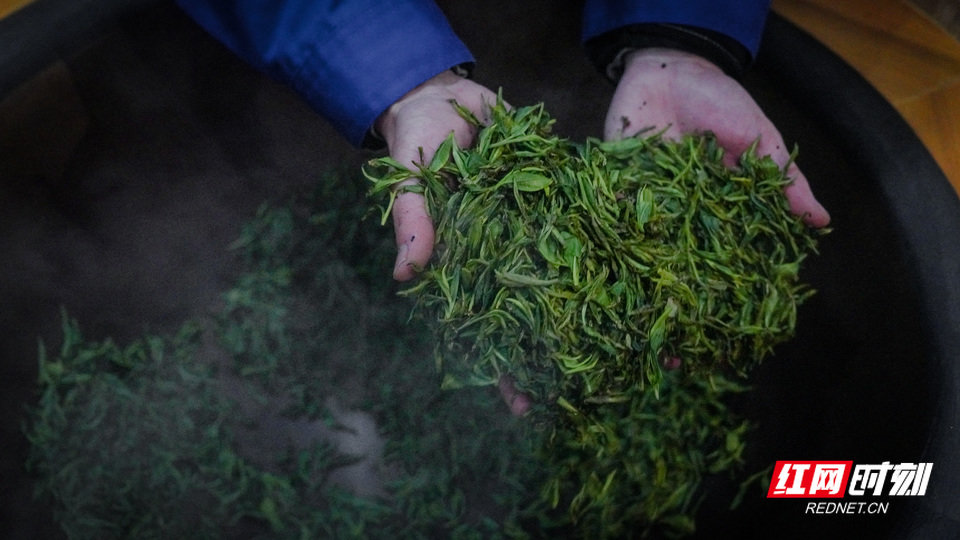 鲜叶杀青。