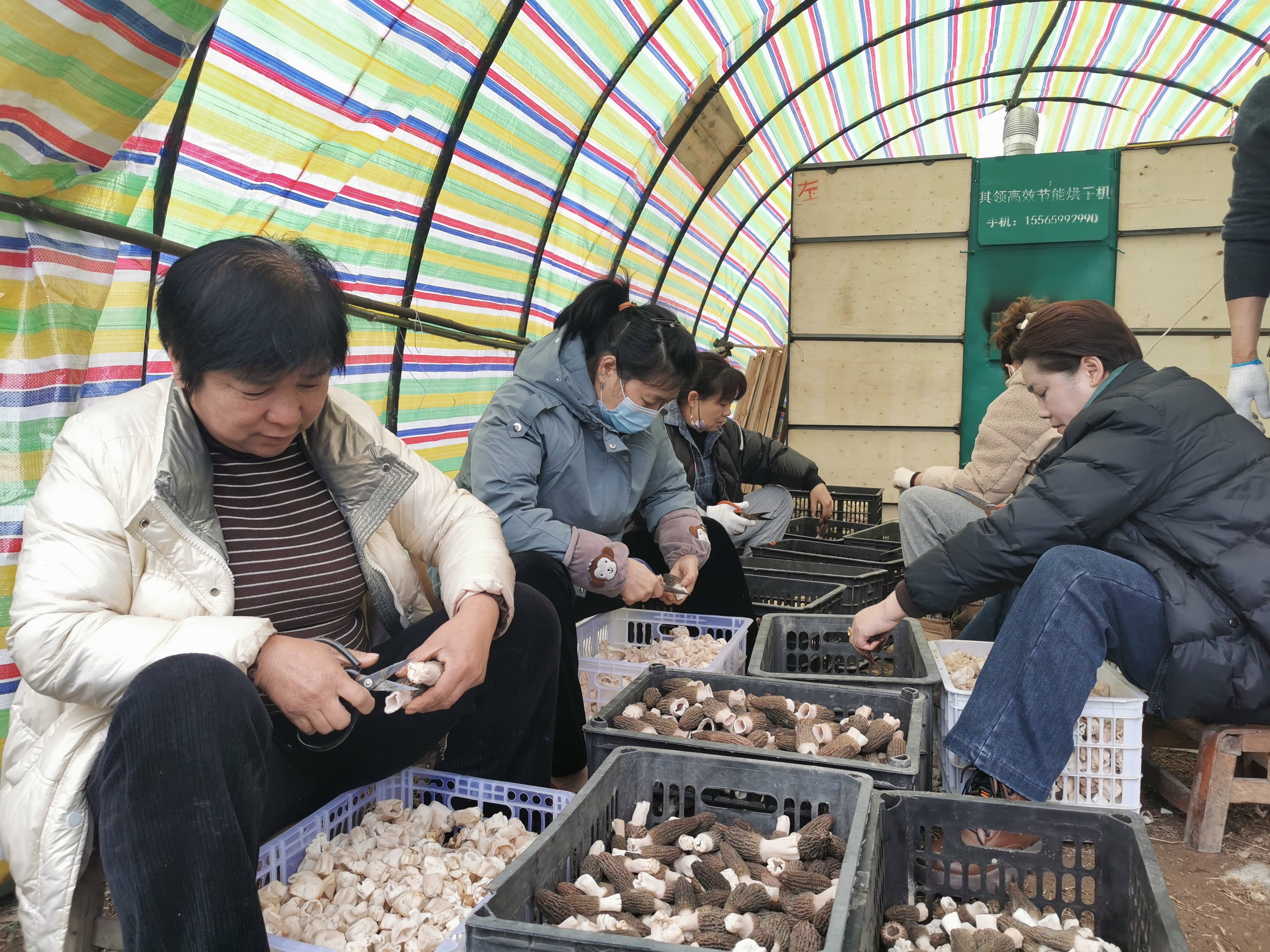 村民们正在对羊肚菌进行剪裁，分类销售。