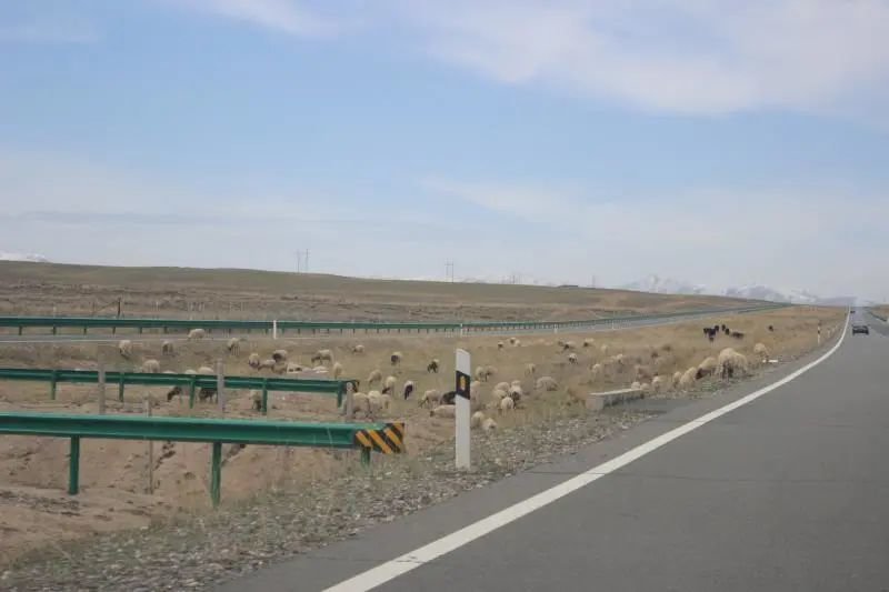 在国家公园里,如何修一条人与动物能和谐相处的道路?