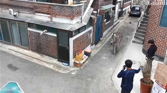 <em>韩国</em>动物园一斑马“越狱”，在首尔街道上狂奔