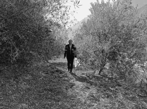 这几年来，毛志英每天至少在山路上来回四趟，几乎未曾间断。图为毛志英山上种树。新甘肃&middot;甘肃农民报通讯员 任永忠 摄