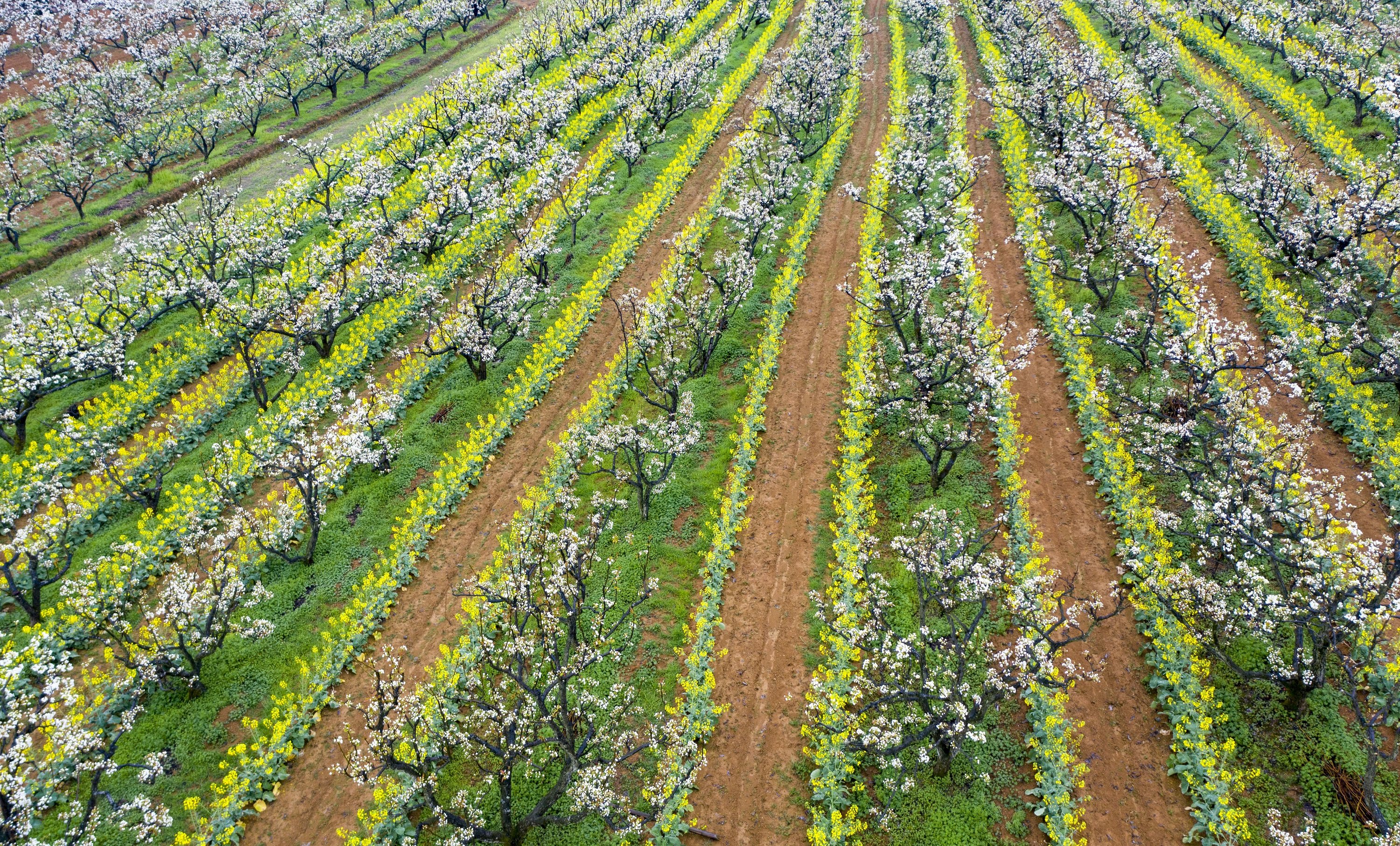江西武宁：满园梨花俏争春