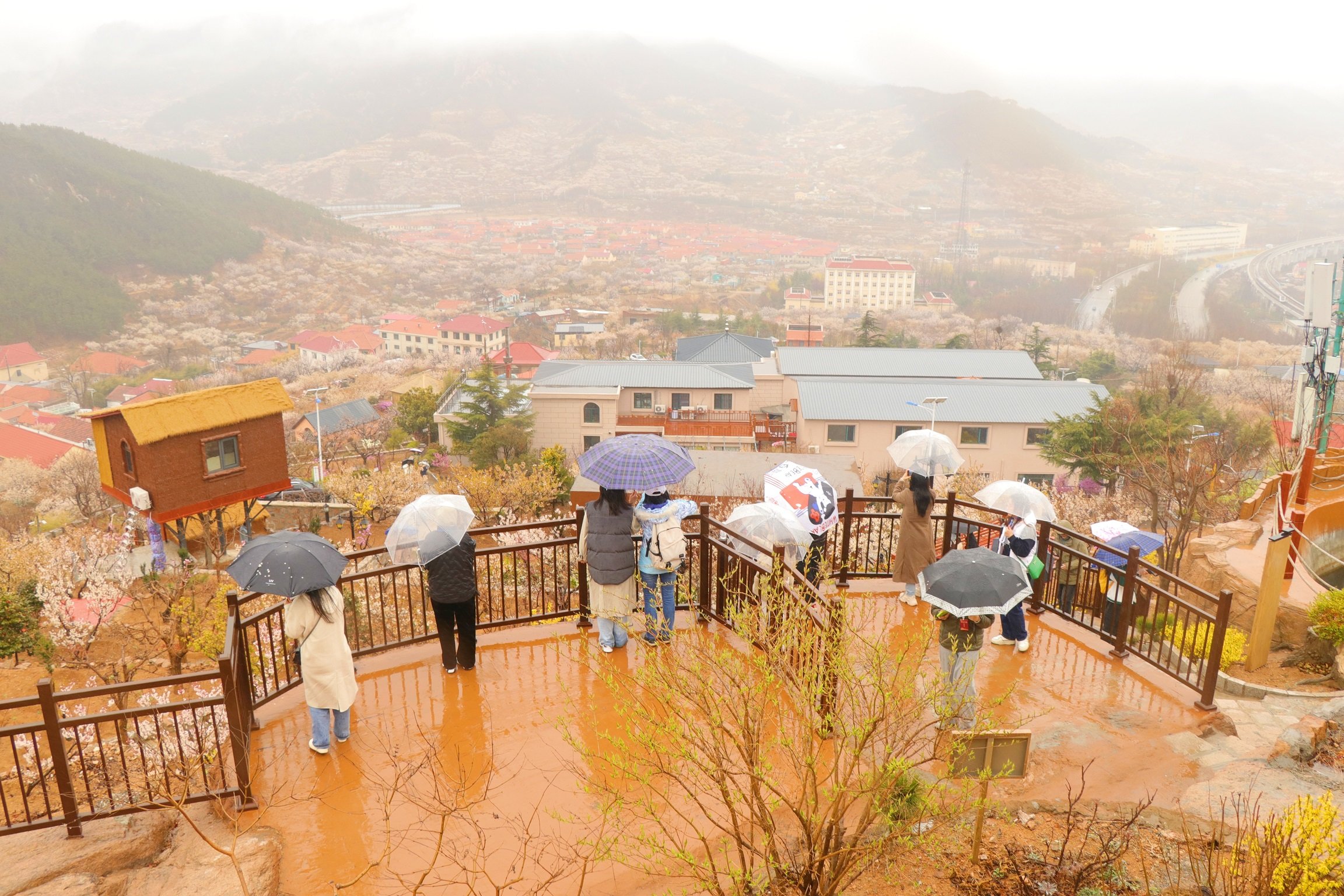 见证青岛|以节为媒 走进“花海崂山”
