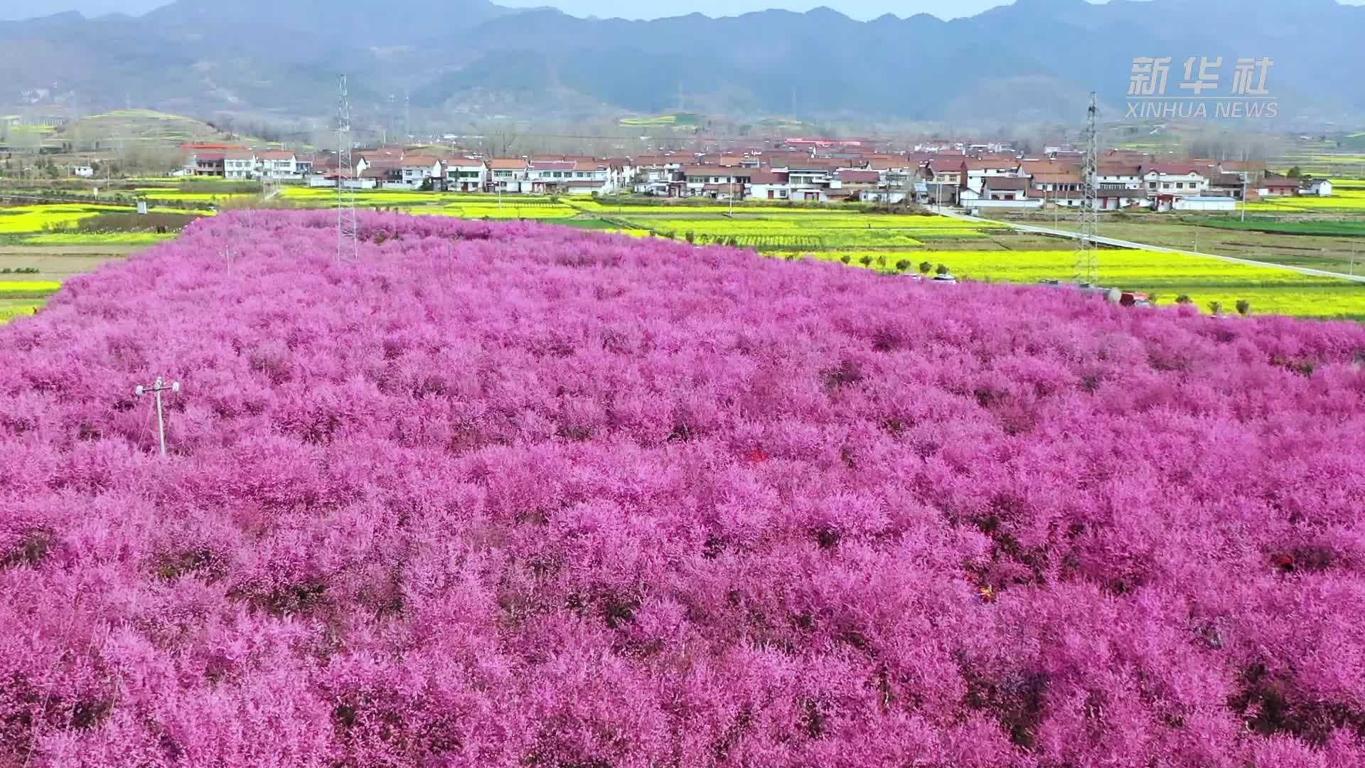 千城胜景｜陕西勉县：美人梅迎春绽放 点亮春天